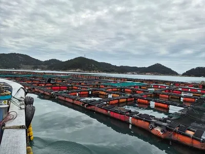 신안군 기후변화 시범양식 선정…고수온 대응 품종 전환 본격화