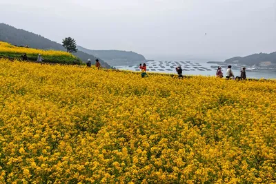 청산도 슬로걷기 축제, 유채꽃으로 물든 힐링 여행지