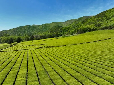 '연둣빛 물결' 일렁이는 보성 제2대한다원