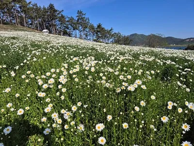 신안 장산도 샤스타데이지 축제..5월 순백 꽃물결로 관광객 유혹