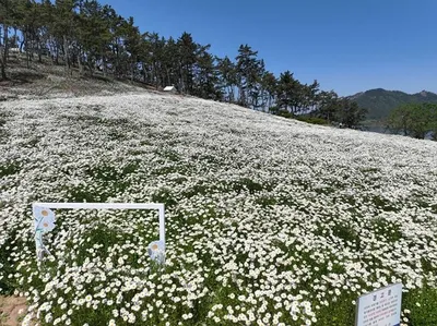 '신안 장산도 샤스타데이지 축제' 역사탐방·전통체험에 7천명 북적