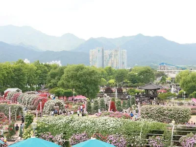 곡성장미축제 개막 4일 만에 14만 명 돌파 "흥행 대박"