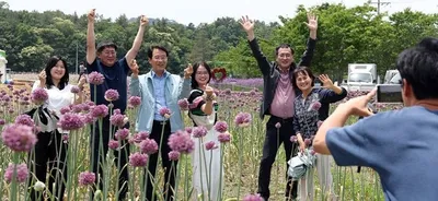 보랏빛 향연 강진 작천 코끼리마늘꽃 축제 ‘대성황’