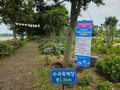 신안 섬 수국축제 즐기고 치매 예방 7만 걸음 도전