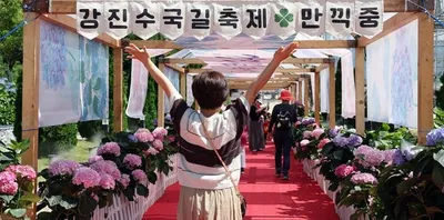 강진 수국길 축제 개막… 관광객 발길 이어져