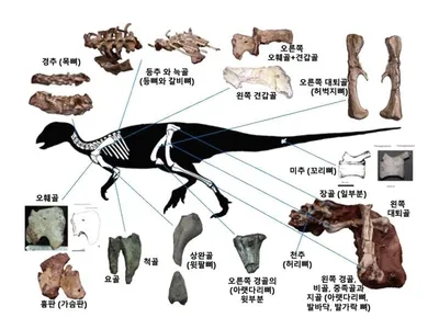 ‘코리아노사우루스 보성엔시스’ 골격화석 국가 천연기념물 등재