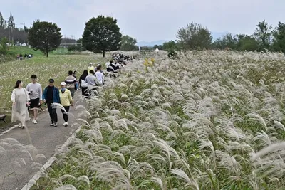 광주서창억새축제 10월 15일 개막… ‘휴식왕·왈왈런’ 사전 참가자 모집