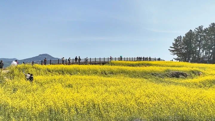 ▲완도 청산도 슬로길 전경