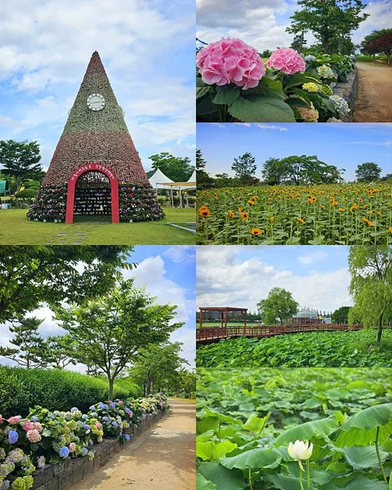 무안연꽃축제가 열리는 회산백련지 전경 ⓒ무안군